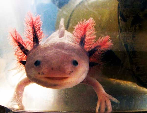 Axolotls: Ένα «χαμογελαστό» ψάρι με… χέρια! - Φωτογραφία 3