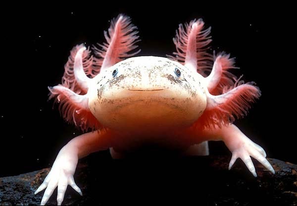 Axolotls: Ένα «χαμογελαστό» ψάρι με… χέρια! - Φωτογραφία 4
