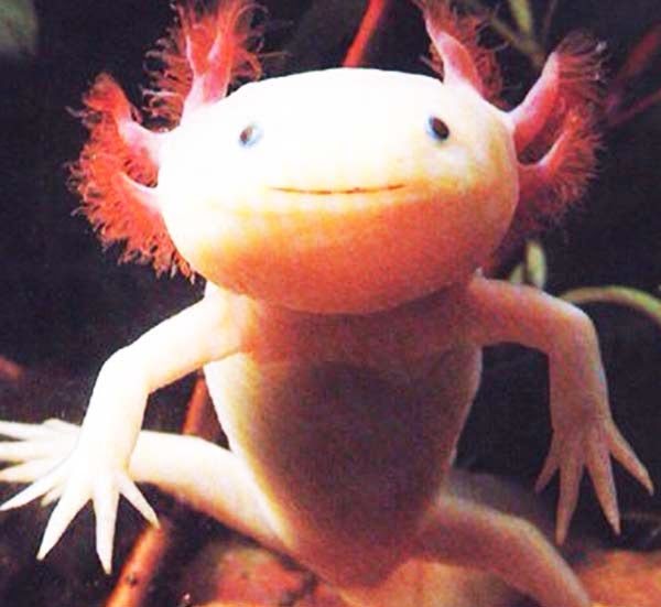 Axolotls: Ένα «χαμογελαστό» ψάρι με… χέρια! - Φωτογραφία 6