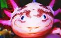 Axolotls: Ένα «χαμογελαστό» ψάρι με… χέρια!