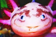 Axolotls: Ένα «χαμογελαστό» ψάρι με… χέρια!