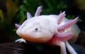 Axolotls: Ένα «χαμογελαστό» ψάρι με… χέρια! - Φωτογραφία 2