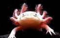 Axolotls: Ένα «χαμογελαστό» ψάρι με… χέρια! - Φωτογραφία 4