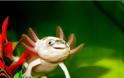 Axolotls: Ένα «χαμογελαστό» ψάρι με… χέρια! - Φωτογραφία 5
