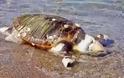 Εντοπίστηκε μία ακόμα νεκρή χελώνα Καρέτα-Καρέτα - Η 6η τις τελευταίες ημέρες, κάτι που προκαλεί ανησυχία