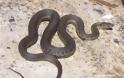 Δυτική Αχαΐα: Γέμισε ο τόπος φίδια - Eμφανίζονται ακόμη και στις αυλές των σπιτιών