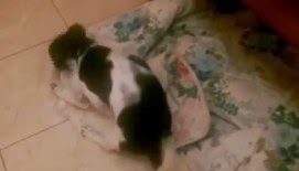 Ξεκαρδιστικό βίντεο: Σκύλος εναντίον πάπλωμα ...σημειώσατε 1! - Φωτογραφία 1