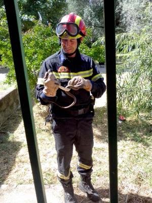 Φίδι προκάλεσε πανικό στο ΚΑΠΗ Τρικάλων - Φωτογραφία 2