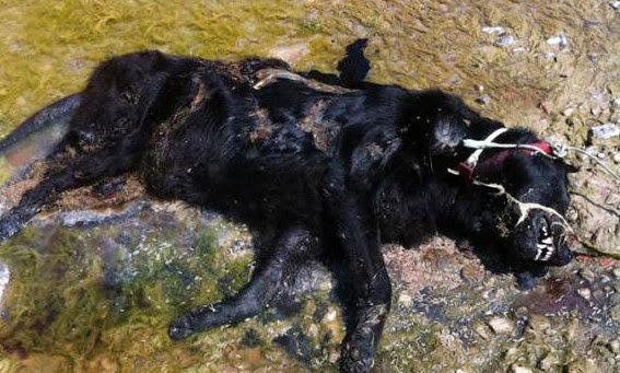 Εκτέλεσαν σκύλο στη Σάμο - Φωτογραφία 1