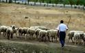 Αγωνιούν οι κτηνοτρόφοι - Θέλουν άμεσα συνάντηση με το Υπουργείο Αγροτικής Ανάπτυξης [video]