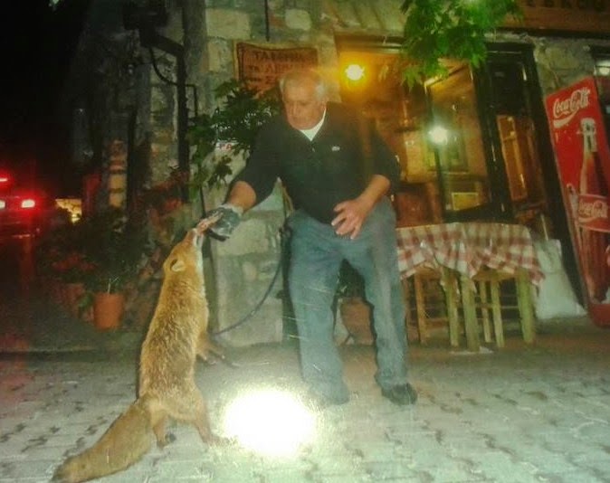 Πονηρή αλεπού έχει γίνει μόνιμος θαμώνας σε πλατεία! [photos] - Φωτογραφία 4