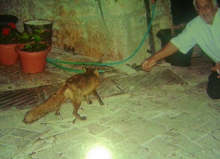 Πονηρή αλεπού έχει γίνει μόνιμος θαμώνας σε πλατεία! [photos] - Φωτογραφία 8