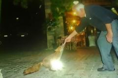 Πονηρή αλεπού έχει γίνει μόνιμος θαμώνας σε πλατεία! [photos]