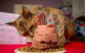 Αυτή είναι η γηραιότερη γάτα στον κόσμο! [photos] - Φωτογραφία 2