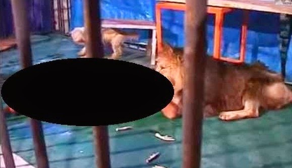 Πλάνα που κόβουν την ανάσα! Λιοντάρι κατασπάραξε άνθρωπο σε τσίρκο! ΠΡΟΣΟΧΗ ΣΚΛΗΡΕΣ ΕΙΚΟΝΕΣ [video] - Φωτογραφία 1