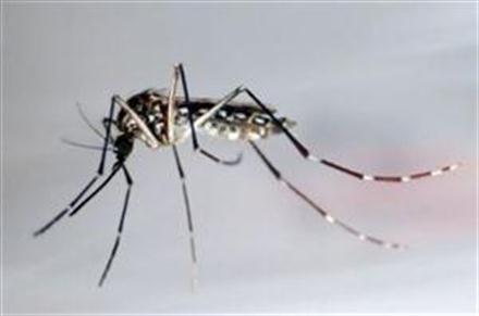 Επέλαση κουνουπιών ενόψει καλοκαιριού - Πώς να τα αποφύγετε - Φωτογραφία 1