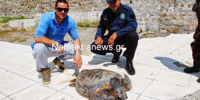 Ζωντανή καρέτα καρέτα στο Αντίρριο! [photos] - Φωτογραφία 2