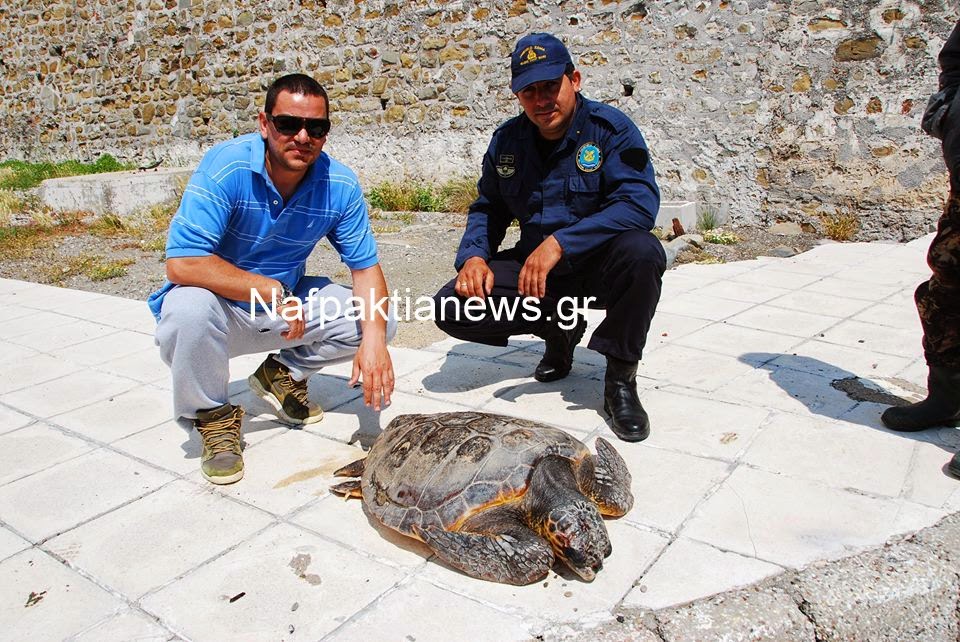 Ζωντανή καρέτα καρέτα στο Αντίρριο! [photos] - Φωτογραφία 3