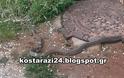 Φίδι 1,5 μέτρου εμφανίστηκε σε αυλή του Κωσταραζίου! Δείτε ποια ήταν η τύχη του! [photos] - Φωτογραφία 3