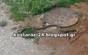 Φίδι 1,5 μέτρου εμφανίστηκε σε αυλή του Κωσταραζίου! Δείτε ποια ήταν η τύχη του! [photos] - Φωτογραφία 4