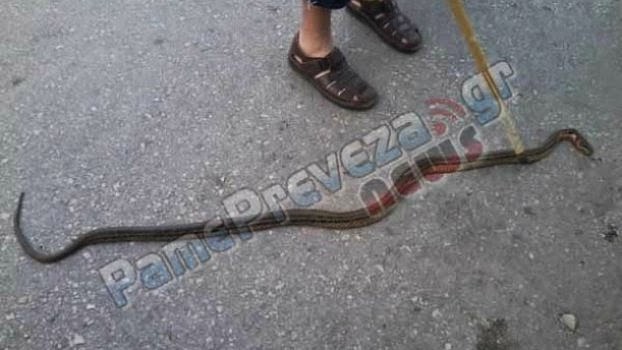Φίδι στο κέντρο της Πρέβεζας! [Photo] - Φωτογραφία 2