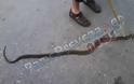 Φίδι στο κέντρο της Πρέβεζας! [Photo] - Φωτογραφία 2
