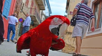 Ναύπλιο: Παπαγάλος στο δρόμο - Φωτογραφία 3