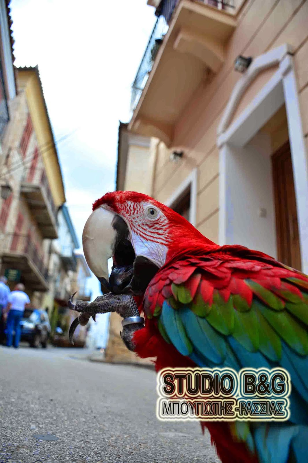 Ναύπλιο: Παπαγάλος στο δρόμο - Φωτογραφία 4