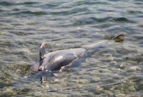 Σε ένα θλιβερό θέαμα έπεσαν όσοι βρέθηκαν σήμερα το πρωί στη παραλία του Μάλεμε [photo] - Φωτογραφία 2