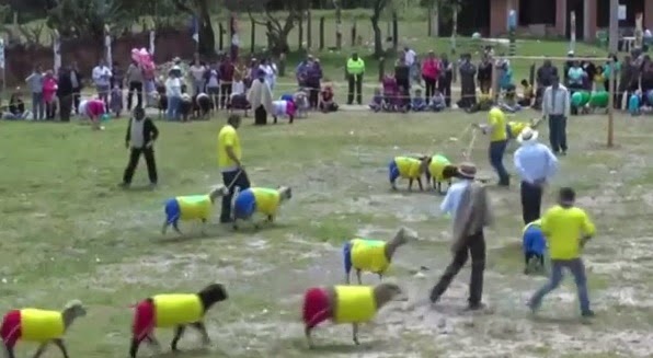 Τα πρόβατα παίζουν το δικό τους... Μουντιάλ! [video] - Φωτογραφία 1
