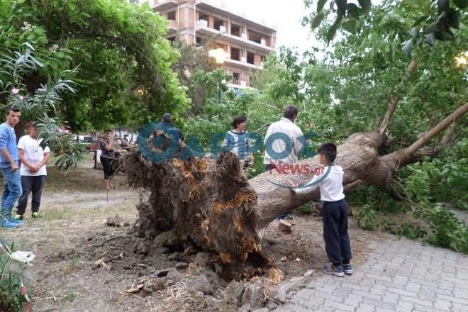 Καλαμάτα: Καταπλακώθηκε 15χρονη από δέντρο - Φωτογραφία 3