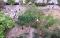 Καλαμάτα: Καταπλακώθηκε 15χρονη από δέντρο