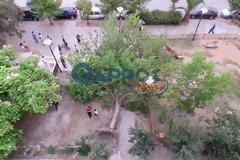 Καλαμάτα: Καταπλακώθηκε 15χρονη από δέντρο