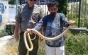 Φίδι δύο μέτρων εντοπίστηκε κοντά σε σχολείο στην Θεσσαλονίκη