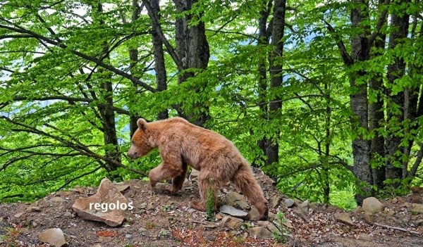 Αρκούδα βγήκε… παγανιά – Θέαμα που δεν το βλέπεις συχνά [photos] - Φωτογραφία 1