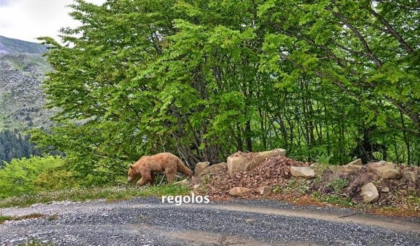 Αρκούδα βγήκε… παγανιά – Θέαμα που δεν το βλέπεις συχνά [photos] - Φωτογραφία 5