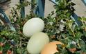 Κότα γεννά ... πράσινα αυγά σε χωριό της Αρκαδίας! [video] - Φωτογραφία 1
