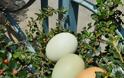 Κότα γεννά ... πράσινα αυγά σε χωριό της Αρκαδίας! [video] - Φωτογραφία 2