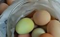Κότα γεννά ... πράσινα αυγά σε χωριό της Αρκαδίας! [video] - Φωτογραφία 3