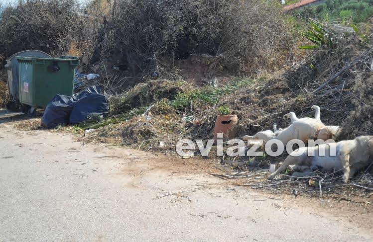 Φρίκη με νεκρά σκυλιά στην παραλία των Αλυκών στην Εύβοια! [photos] - Φωτογραφία 2