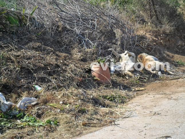 Φρίκη με νεκρά σκυλιά στην παραλία των Αλυκών στην Εύβοια! [photos] - Φωτογραφία 3