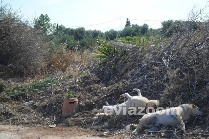 Φρίκη με νεκρά σκυλιά στην παραλία των Αλυκών στην Εύβοια! [photos] - Φωτογραφία 4