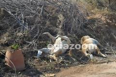 Φρίκη με νεκρά σκυλιά στην παραλία των Αλυκών στην Εύβοια! [photos]