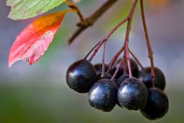 Αρώνια, η φάρμα των superfoods! - Φωτογραφία 2