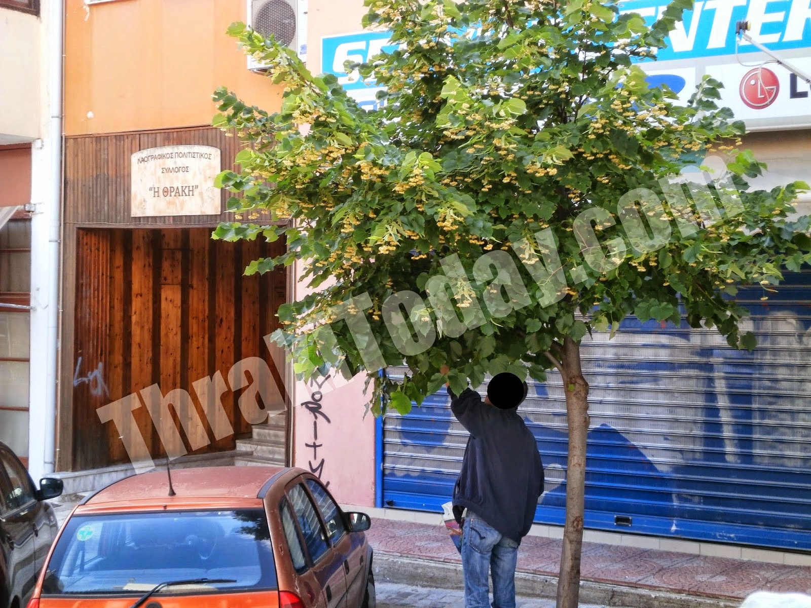 Επιδρομές στις φλαμουριές της Ξάνθης για... δωρεάν τσάι! - Φωτογραφία 2