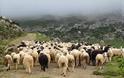 Κτηνοτρόφοι έσωσαν τα κοπάδια τους από Αλβανούς ζωοκλέφτες στην Ήπειρο