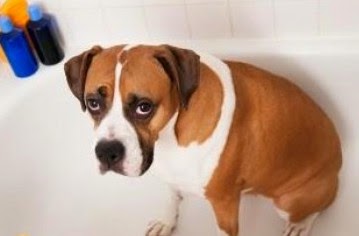 Πώς να διώξετε τις άσχημες μυρωδιές ενός σκυλιού - Φωτογραφία 1