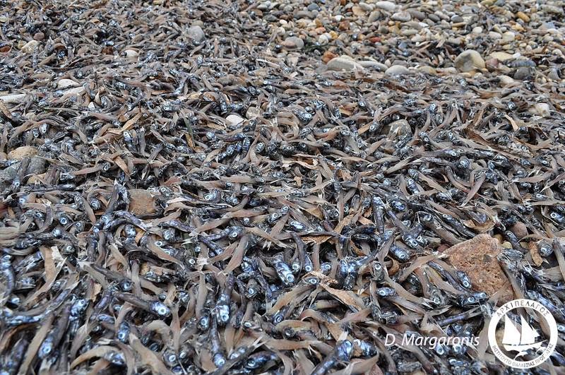 Eπίσημη ανακοίνωση του ''ΑΡΧΙΠΕΛΑΓΟΣ'' για τα νεκρά ψάρια στο Καρλόβασι! - Φωτογραφία 2