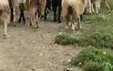 Κραυγή αγωνίας από τους κτηνοτρόφους μετά τα κρούσματα καταρροϊκού πυρετού [video]
