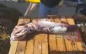 Καλαμάρι ενός μέτρου έπιασε ψαράς στο Ναύπλιο! - Φωτογραφία 3